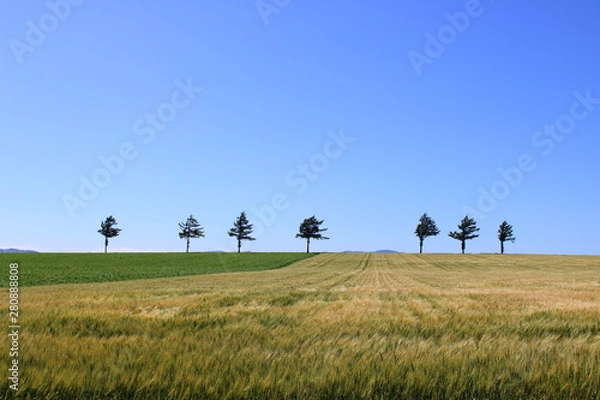 Obraz メルヘンの丘　イメージ