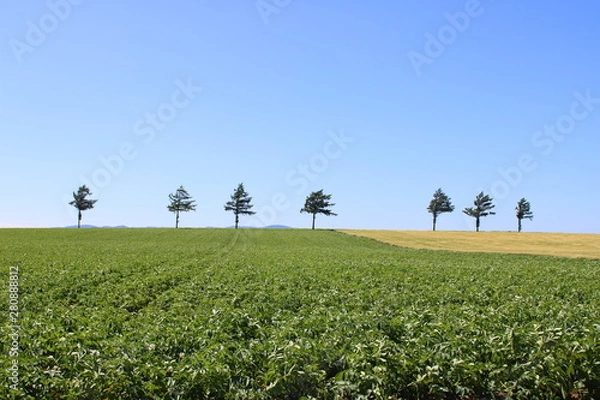 Obraz メルヘンの丘と空