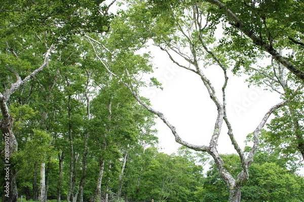 Obraz 白樺イメージ