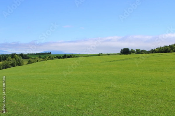 Obraz 初夏の草原イメージ