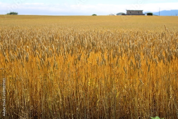 Obraz 北海道　黄金の麦畑