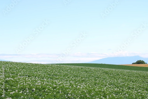 Obraz 北海道じゃがいも畑