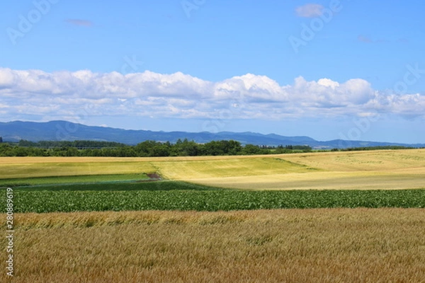 Obraz 夏空と北海道の畑