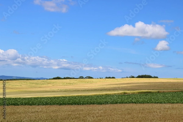 Obraz 北海道　畑と空