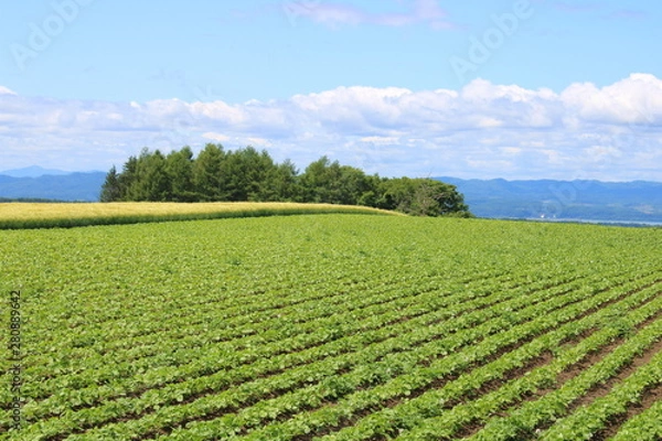 Obraz 北海道　網走　畑