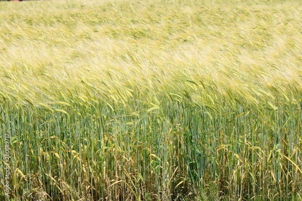 Obraz キラキラと輝く麦