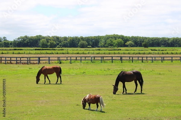 Obraz 牧場と馬