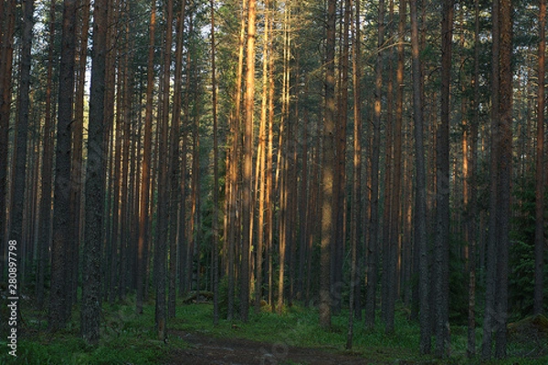 Fototapeta The sun's rays illuminate the trunks of pines in a large forest at dawn.