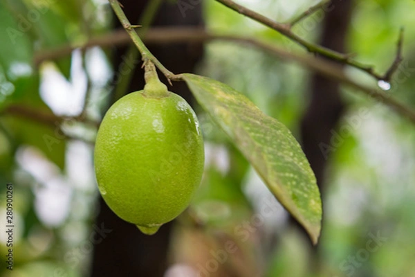 Fototapeta Fresh lemon on a tree