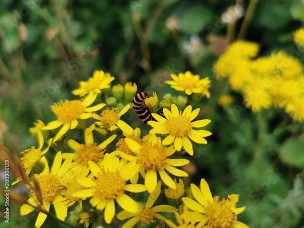 Obraz caterpillar on flower