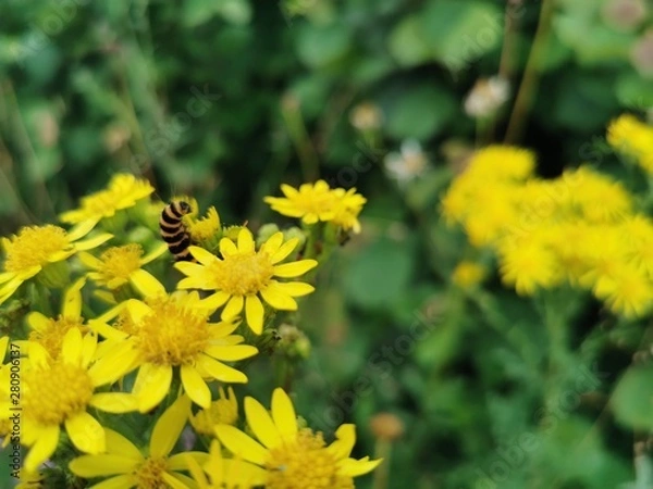 Obraz Caterpillar on flower
