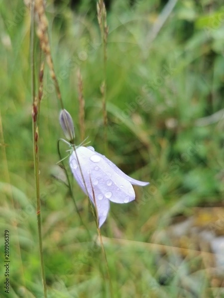 Obraz Rain drops on flowers