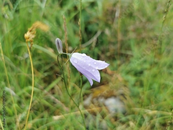 Obraz Rain drops on flower