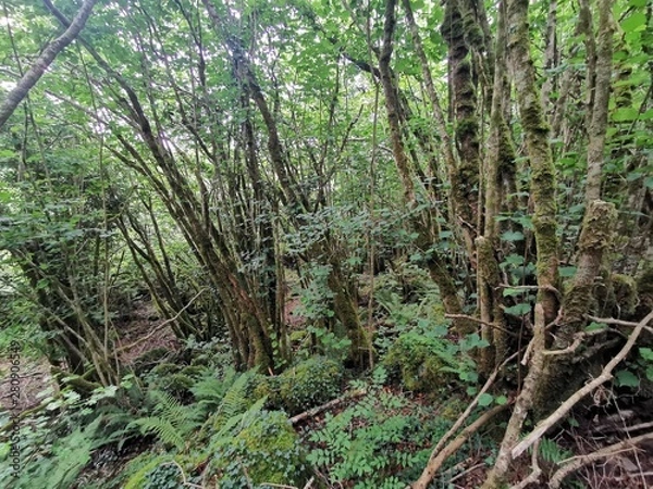 Obraz trees in forest