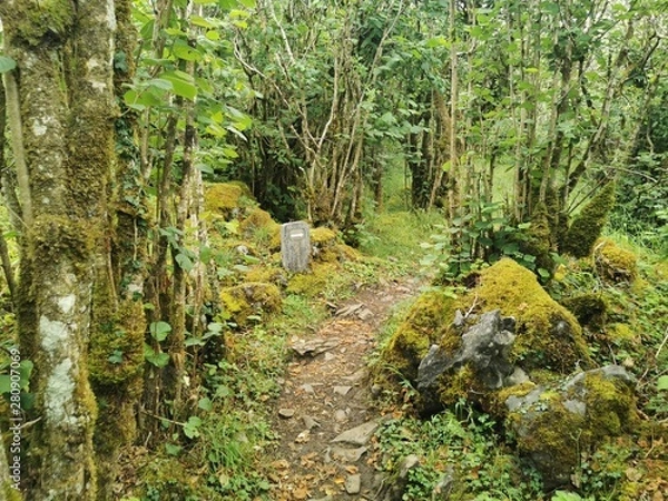 Obraz path in forest