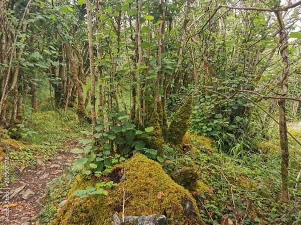 Obraz path in forest