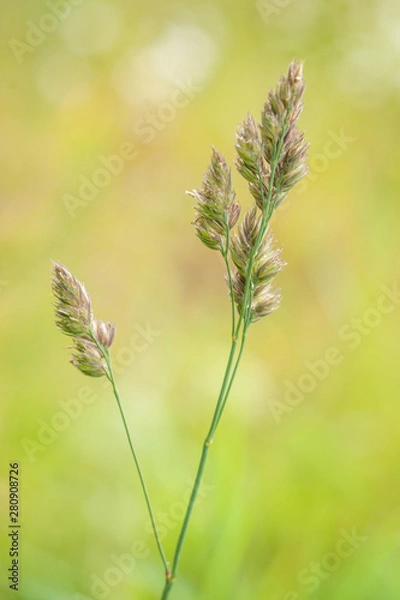 Obraz Dactylis glomerata - Orchard Grass