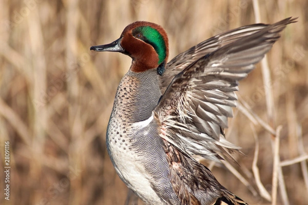 Fototapeta Green Winged Teal Wing Stretch