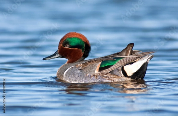 Fototapeta Green Winged Teal Portrait