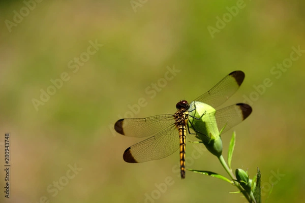 Fototapeta キキョウのつぼみに止まるトンボ