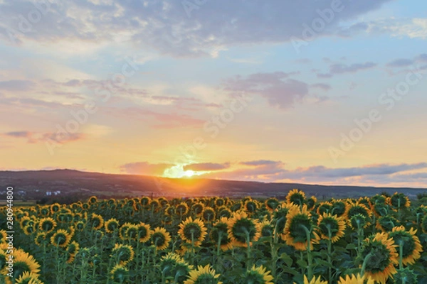 Obraz Sunflowers field