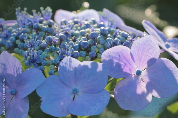 Fototapeta ６月の花紫陽花には実はカタツムリは登らない！！