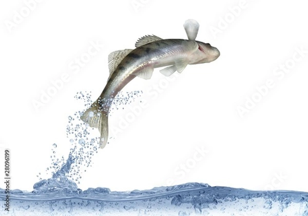 Fototapeta długi sandacz