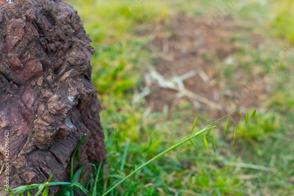 Obraz Big stones between green grass
