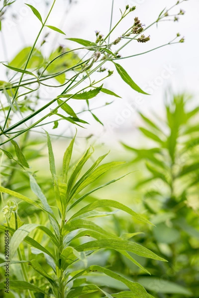 Fototapeta 日本の風景　川