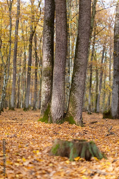 Fototapeta Scenery in a mountain forest in the fall, with beautiful foliage and trees