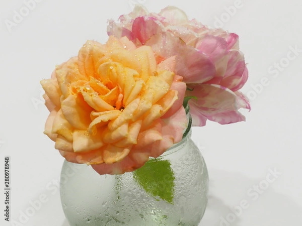 Fototapeta サボテン兜丸