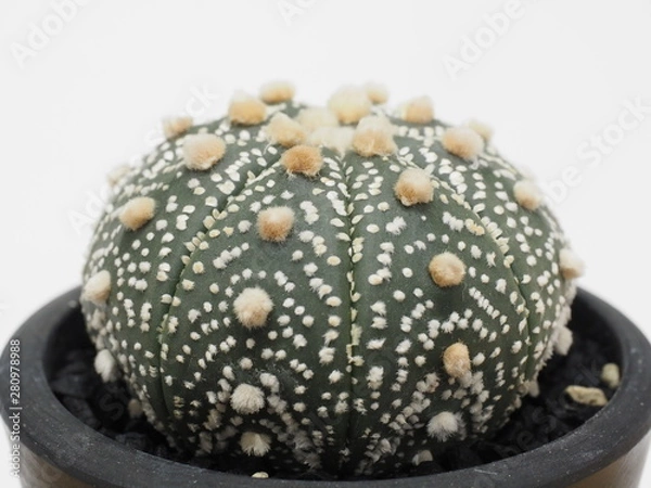 Fototapeta サボテン兜丸