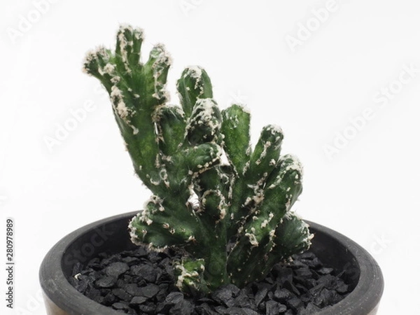 Fototapeta サボテン残雪の峰