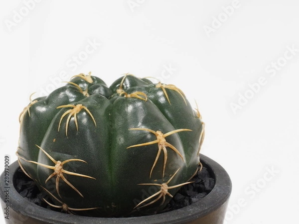 Fototapeta サボテン海王丸