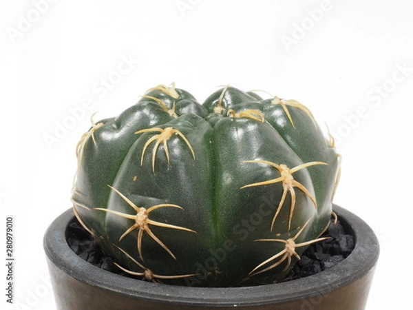 Fototapeta サボテン海王丸