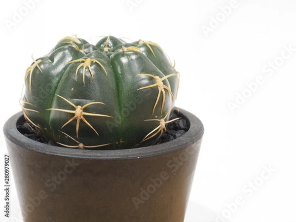 Fototapeta サボテン海王丸