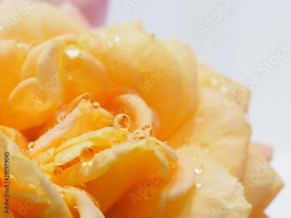 Fototapeta バラと水滴