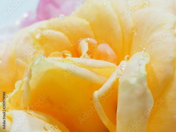 Fototapeta オレンジ色の薔薇と水滴