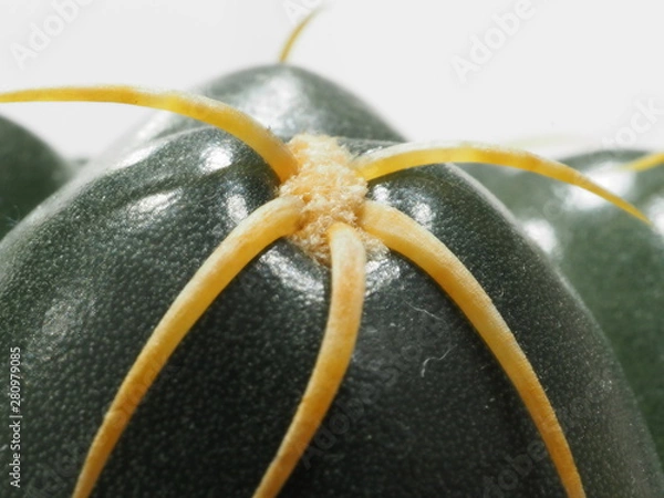 Fototapeta サボテン海王丸のアップ