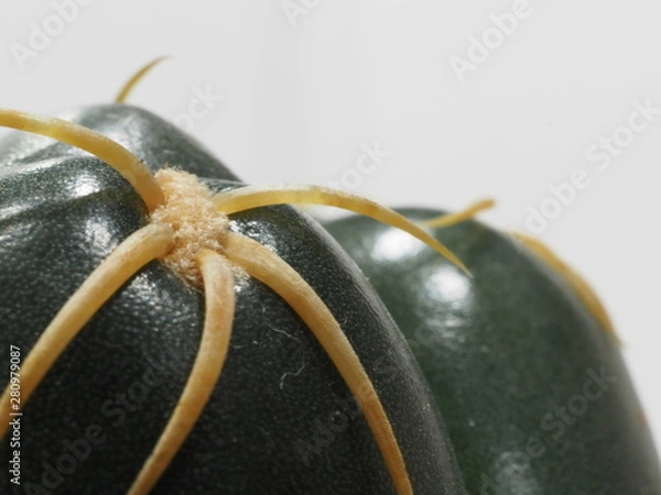 Fototapeta サボテン海王丸のアップ