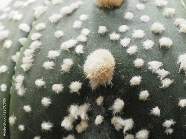 Fototapeta サボテン兜丸のアップ