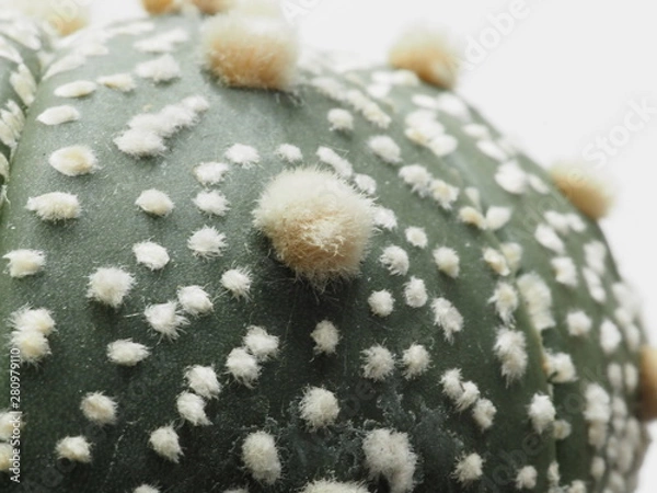 Fototapeta サボテン兜丸のアップ