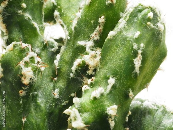 Fototapeta サボテン残雪の峰