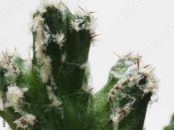 Fototapeta サボテン残雪の峰