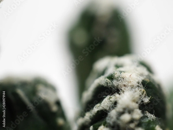 Fototapeta サボテン残雪の峰