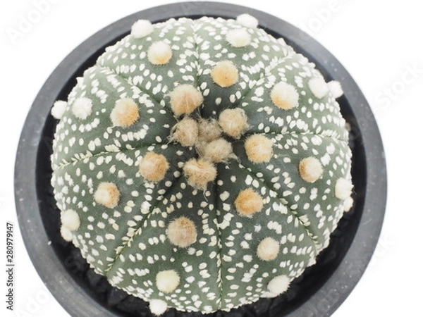 Fototapeta サボテン海王丸