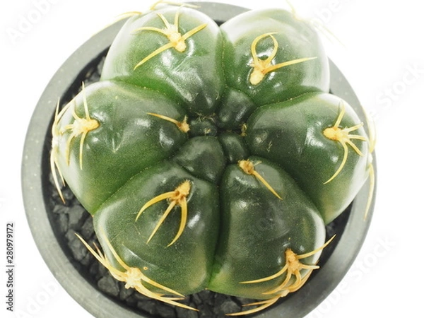 Fototapeta サボテン海王丸