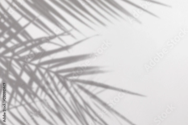 Fototapeta Gray shadow of natural palm leaves on a white concrete textured wall with roughness and irregularities. Abstract neutral nature tropical concept background. Copy space.