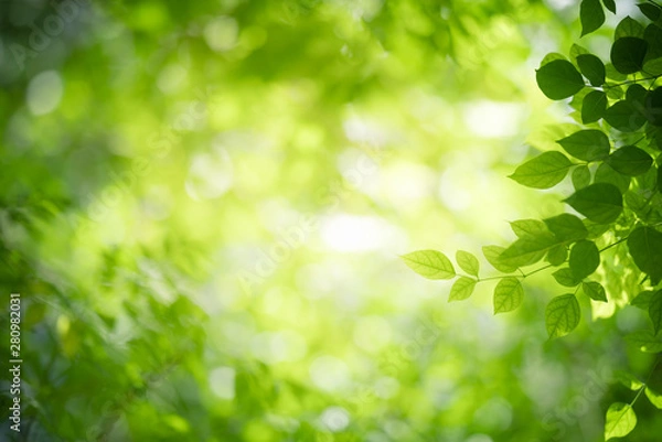 Fototapeta Nature of green leaf in garden at summer. Natural green leaves plants using as spring background cover page greenery environment ecology wallpaper