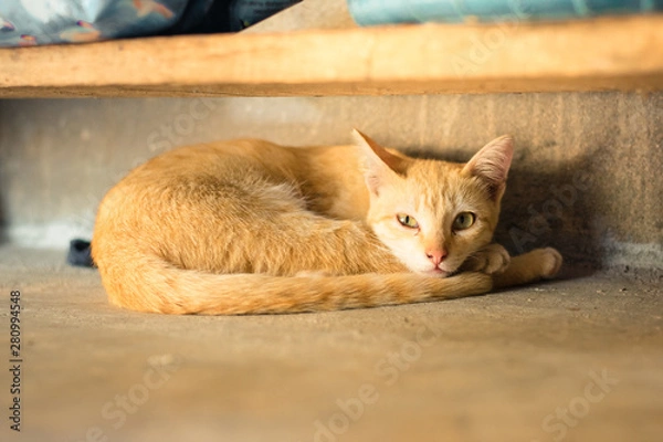 Obraz Kittens who are sleeping and drinking milk the mother cat.
